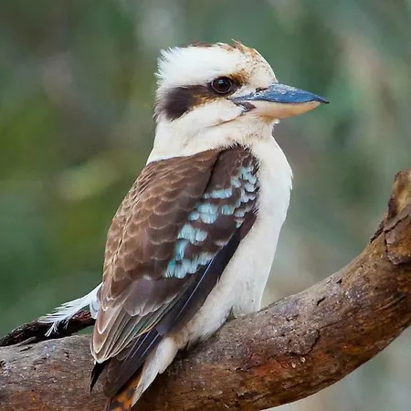 Le Kooka Arras